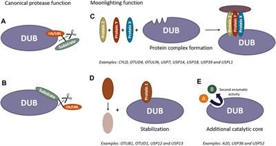 In the moonlight: non-catalytic functions of ubiquitin and ubiquitin-like proteases